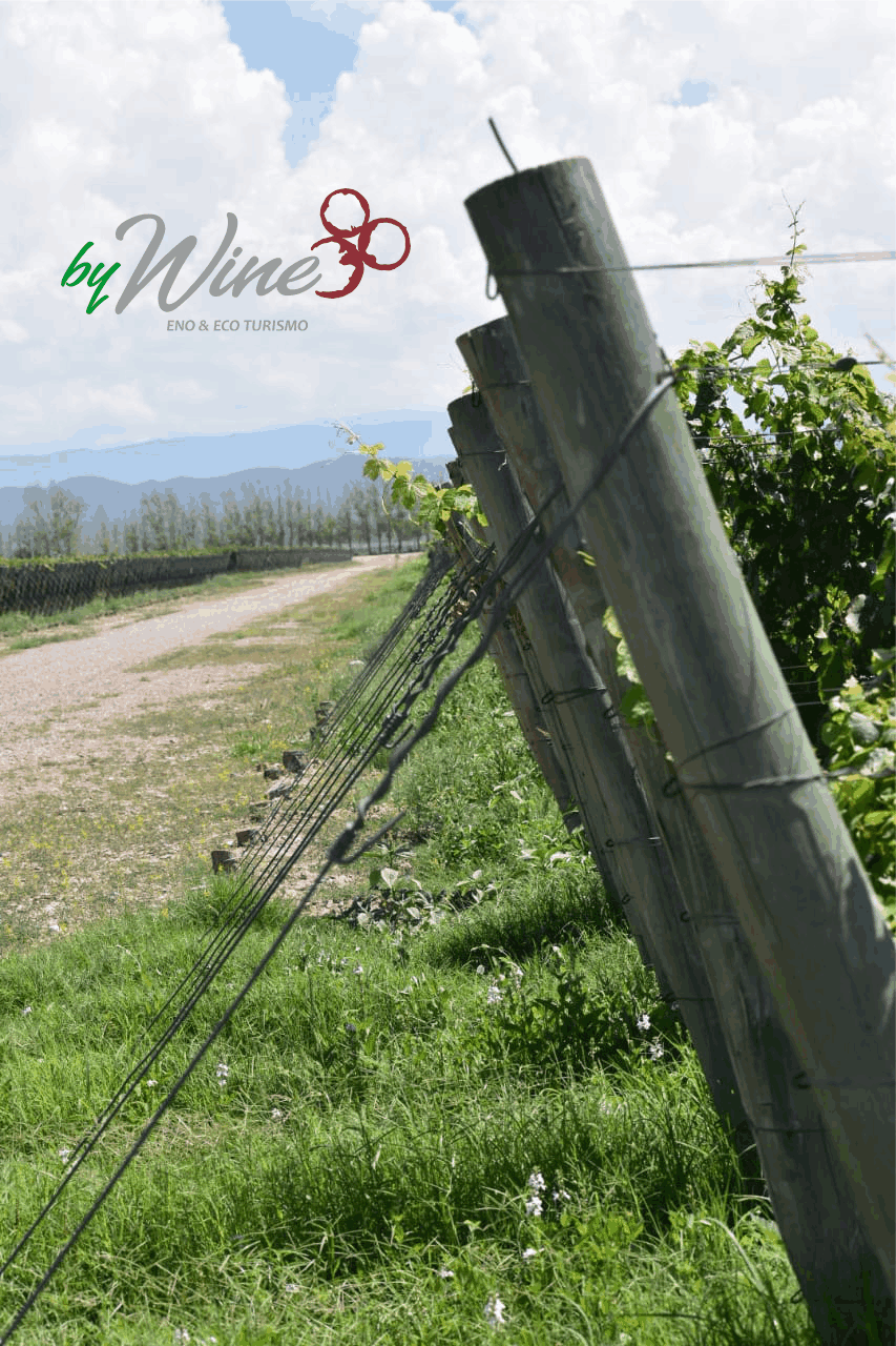 El Futuro de la Vitivinicultura, el Enoturismo y la Minería en Mendoza 