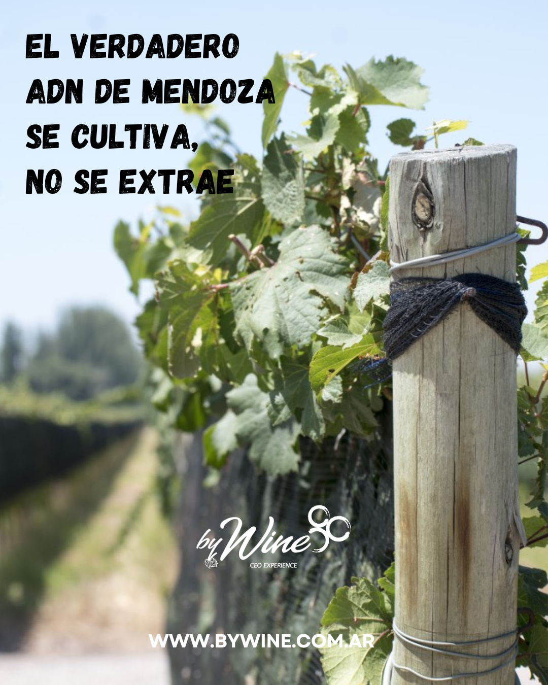El verdadero ADN de Mendoza se cultiva, no se extrae 