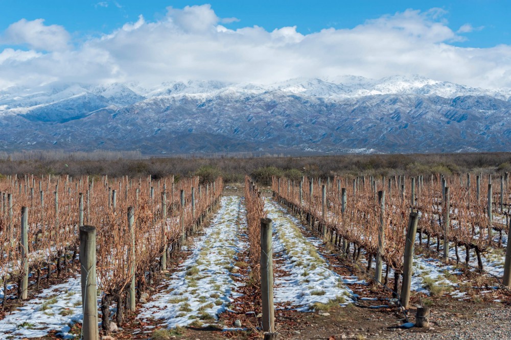 Mendoza: donde el enoturismo auténtico y accesible desafía a las capitales tradicionales del vino 